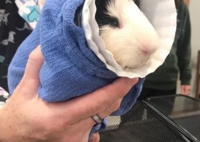 guinea pig patient